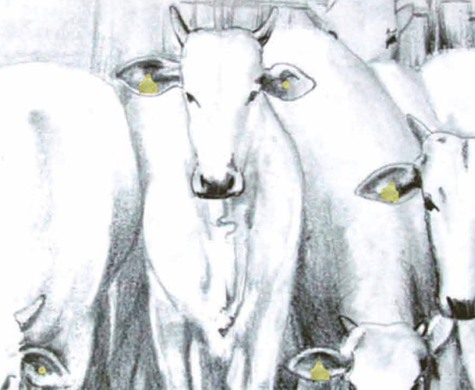 Capa PDF Manejo Vacas com marcação na orelha
