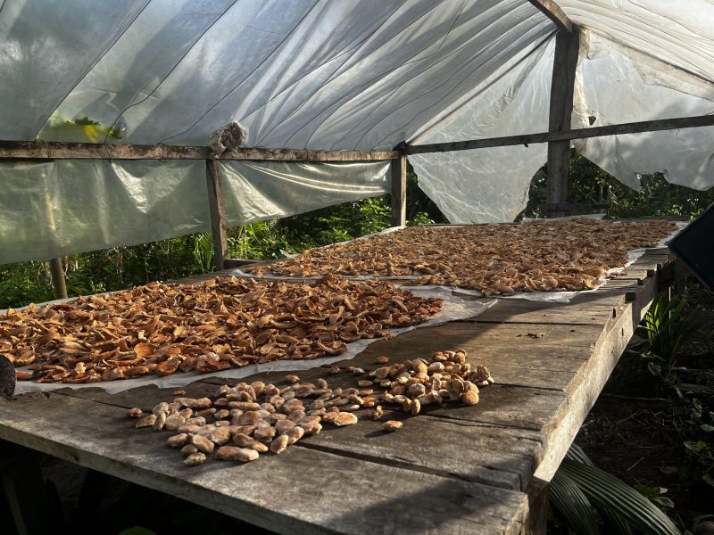 Startup brasileira usa biotecnologia para transformar resíduo do babaçu em proteína e abrir nova frente de renda para comunidades amazônicas