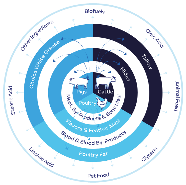 Circular infographic showing by-products from cattle, pigs, and poultry.